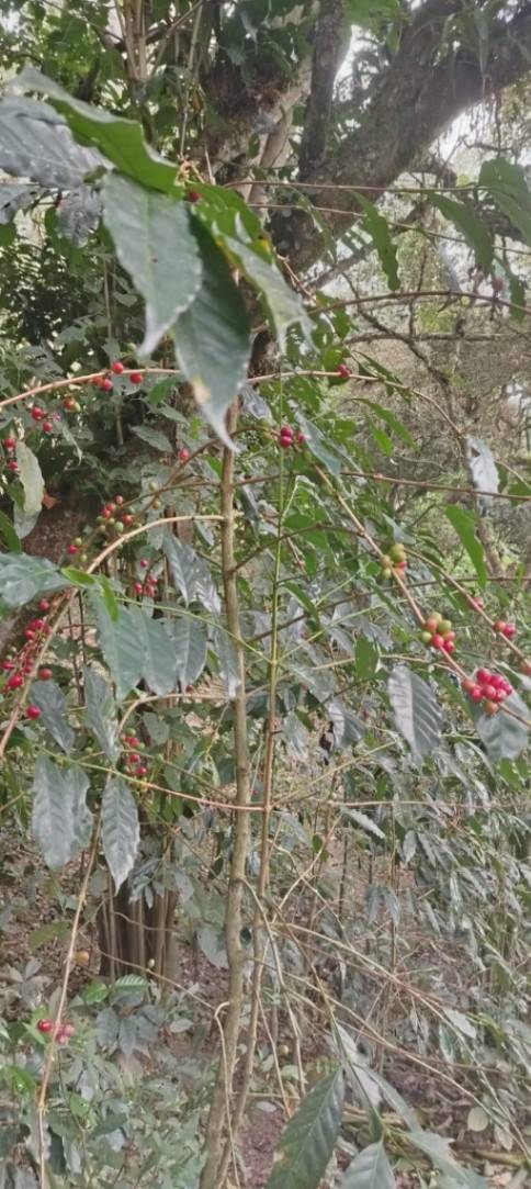 Finca en venta en Cáqueza
